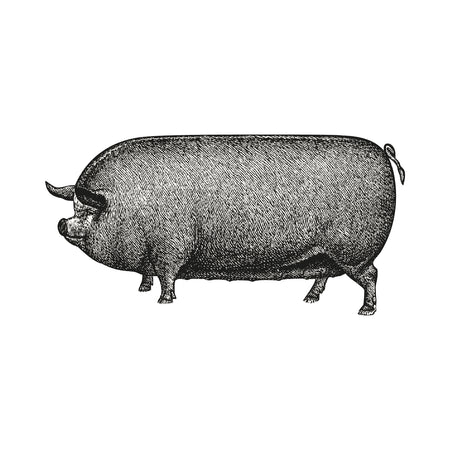Autocollant mural - Cochon tout long
